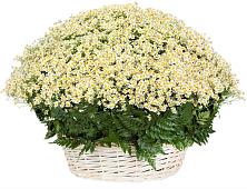 Цветочная композиция из Ромашки в корзине #REPLACE_PRED# Перевозе
